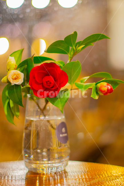 꽃,장미,노란장미,빨간장미,정물,화병,꽃병,꽃,flower,실내용화초,화분,화초,house plant,인테리어,실내디자인,interior design