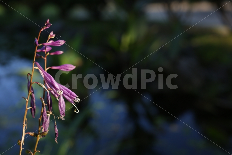 	꽃,자연,붉은색,분홍색,햇빛,5dmark3,식물,자연,plants,nature,꽃,flower