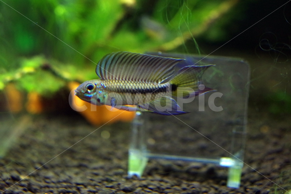 	열대어,관상어,apistogramma,아피스토그라마,tropicalfish,동물,animal,어류,물고기,fish