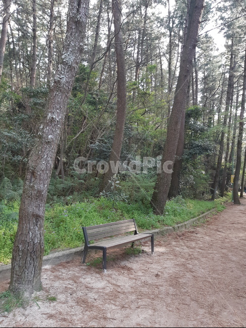 가로수길,산책로,의자,벤치,숲길,숲