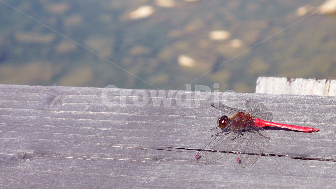 dragonfly,reddragonfly,autumn,restinsect,잠자리,고추잠자리,가을,쉼곤충