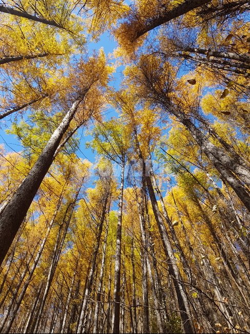 자연,힐링,기분좋음,나무,단풍,시원,가을,계절,fall,autumn,season,plant,식물,tree