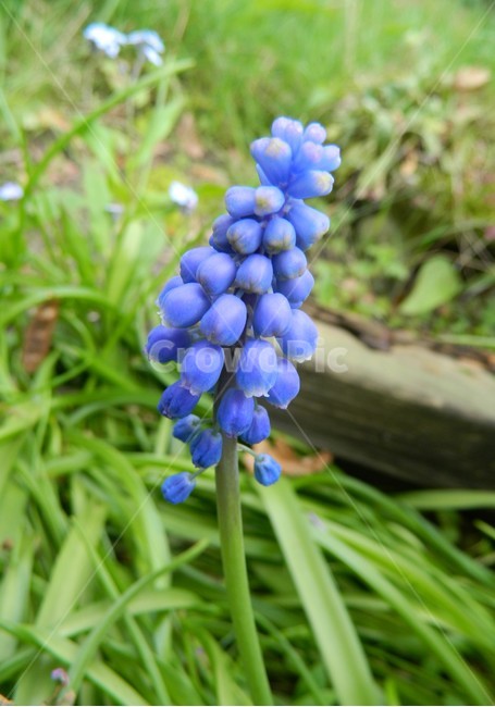 푸른,꽃,식물,muscari,grapehyacinth,무스카리,식물,자연,plants,nature,꽃,flower