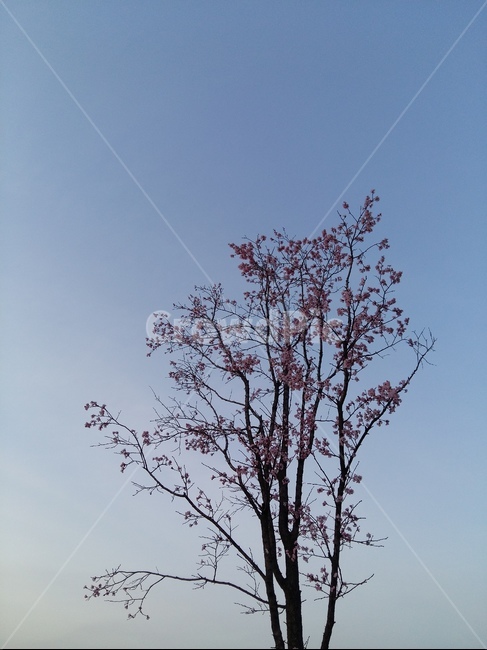 흰구름,파랑하늘,봄,벗꽃,핑크,봄바람,맑음,봄,계절,spring,season,식물,자연,plants,nature,꽃,flower,outdoors,옥외