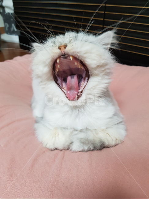 고양이,pet,cat,페르시안,냥이