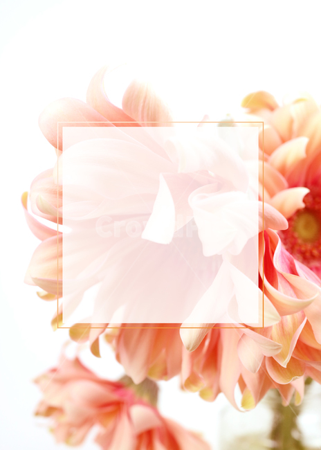 꽃,봄,식물,백그라운드,배경,배경이미지,flower,background,봄배경,프레임,꽃배경,plant,nature