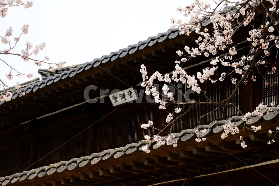 고궁,벚꽃,고궁벚꽃,봄꽃,봄,봄,계절,spring,season,한국전통,한국문화,korean traditional,korean culture,식물,자연,plants,nature,꽃,flower,건축물,건물외관,exterior,building,structure,architecture,construction
