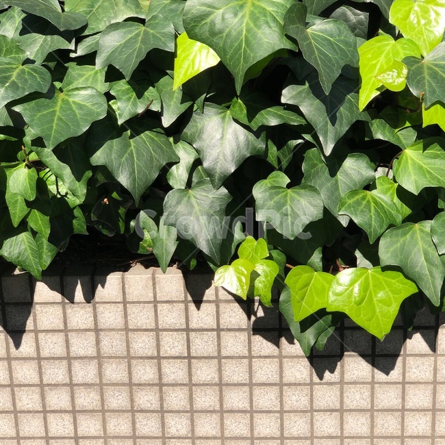 식물,감성,여름,plant,담장,식물,자연,plants,nature