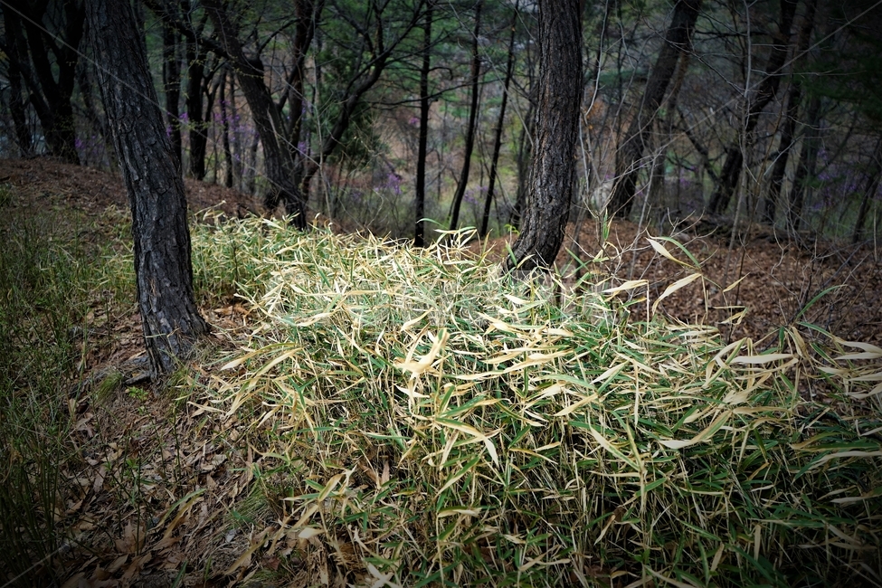 조릿대,작은대나무,소나무,자연,봄,northernbamboo,green,nature,pinetree,bamboo,식물,자연,plants,nature