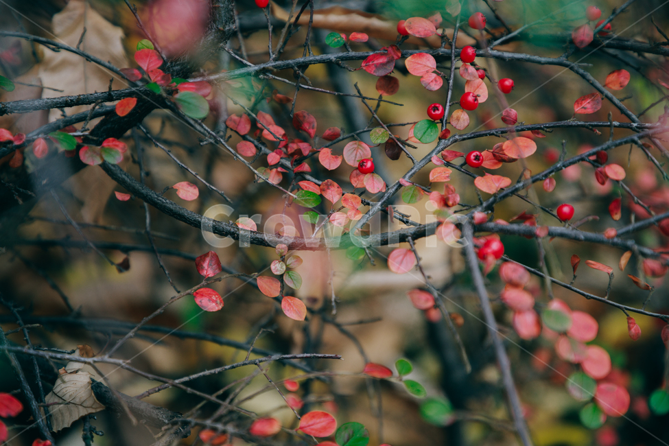 명자나무,꽃,풀,붉은,빨간,잎사귀,가을,계절,fall,autumn,season,plant,식물