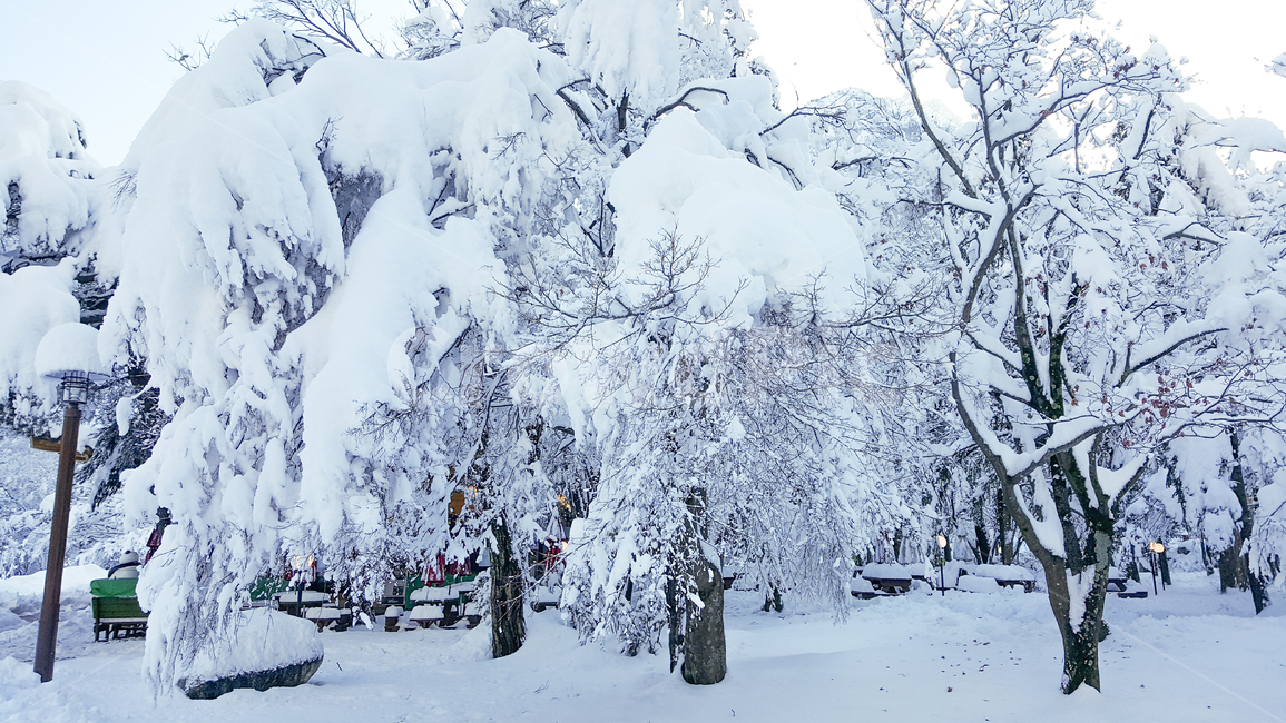 눈,snow,겨울,나무,winter,겨울,계절,winter,season,자연,풍경,nature,landscape