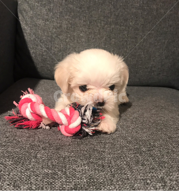 pet,animal,동물,dog,white,maltese,baby,포유류,반려견,강아지,동물,animal,포유류,mammal,개,강아지,dog,doggy