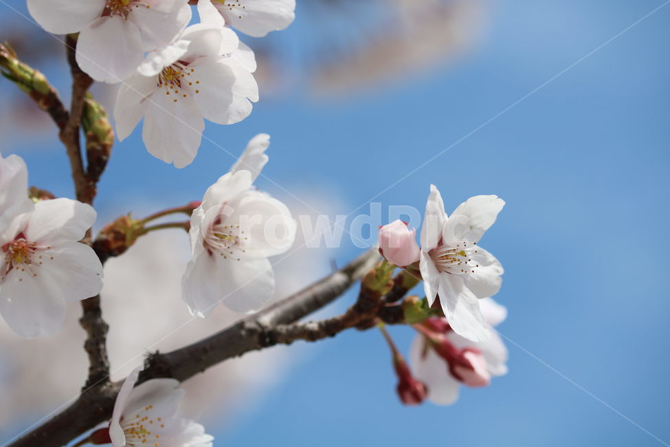 벚꽃,꽃,봄,계절,식물,자연,브라운,분홍색,하얀색,색깔,cherryblossom,pink,brown,white,flower,spring,season,color,plant,nature,봄,계절,spring,season,식물,자연,plants,nature,꽃,flower,blossom