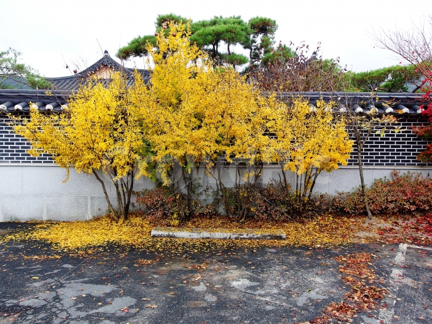 가을,낙옆,단풍,노랑,감성사진,낭만,가을여행,경주,가을,계절,fall,autumn,season,한국전통,한국문화,korean traditional,korean culture,식물,자연,plants,nature,나무,trees,wood,tree,plant,tree trunk,나무 줄기
