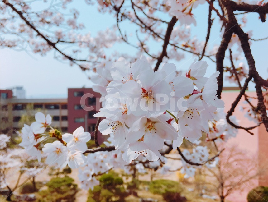 벚꽃,봄,감성사진,벚꽃나무,꽃,봄,계절,spring,season,plant,식물,flower,blossom,cherry blossom