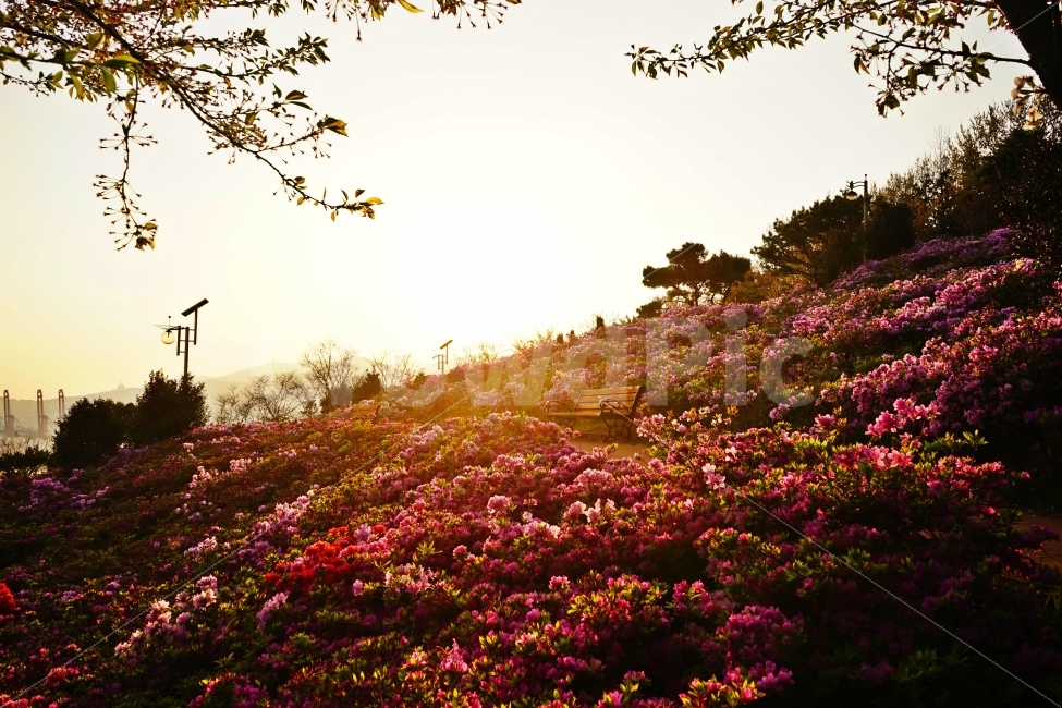 자연,가을,공원,꽃,일몰,의자,따뜻,색감,풍경,nature,autumn,park,flower,sunset,chair,warm,color,vivid,landscape,휴식,rest,healing,자연,풍경,nature,landscape,plant,식물,leaf,잎,sunlight,햇빛,flare,플레어,light,빛