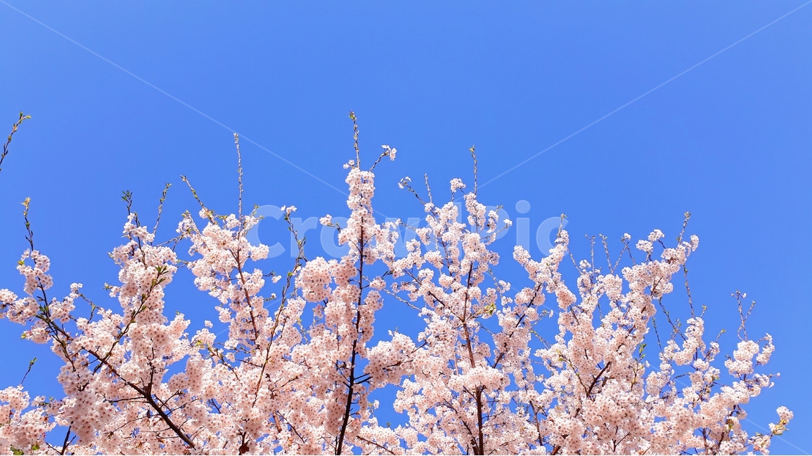 봄,벚꽃,꽃,하늘,나무,식물,봄꽃,벚나무,색감,계절,맑은,봄,계절,spring,season,식물,자연,plants,nature,꽃,flower,색깔,색상,색채,색감,color sense,color sensitivity,feeling of color,plant,blossom