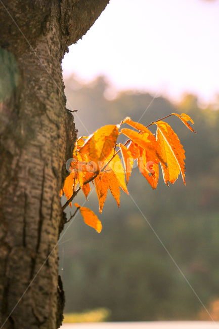 plant,식물,leaf,잎,나무,가을,계절,fall,autumn,season
