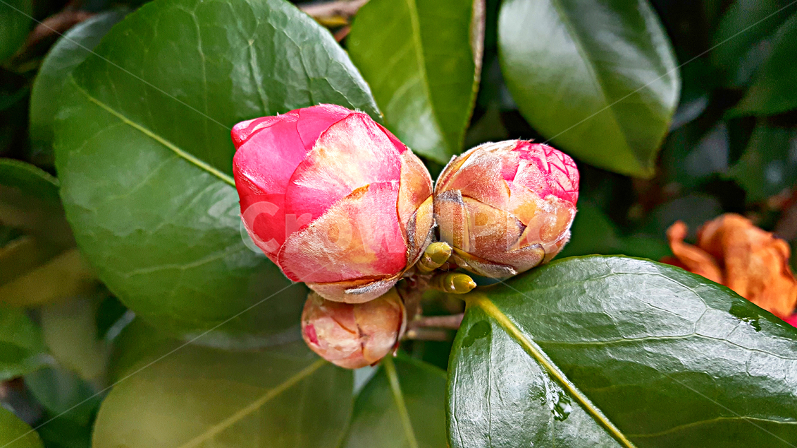 동백꽃,동백,꽃망울,꽃,flower,plant,식물,leaf,잎,식물,자연,plants,nature