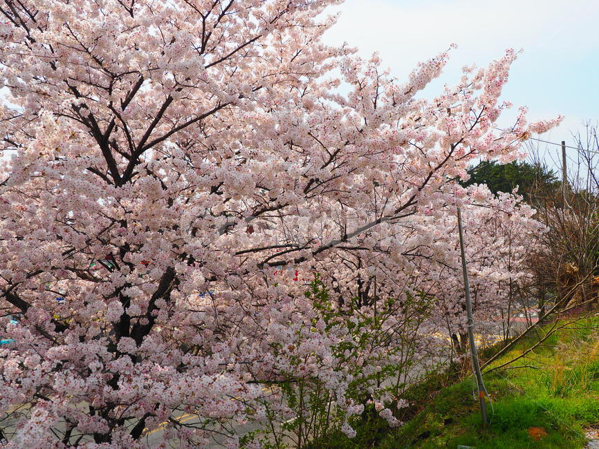 벚꽃,벚꽃나무,봄,색감,season,분홍색,봄,계절,spring,season,자연,풍경,nature,landscape,plant,식물,flower,꽃,blossom,cherry blossom