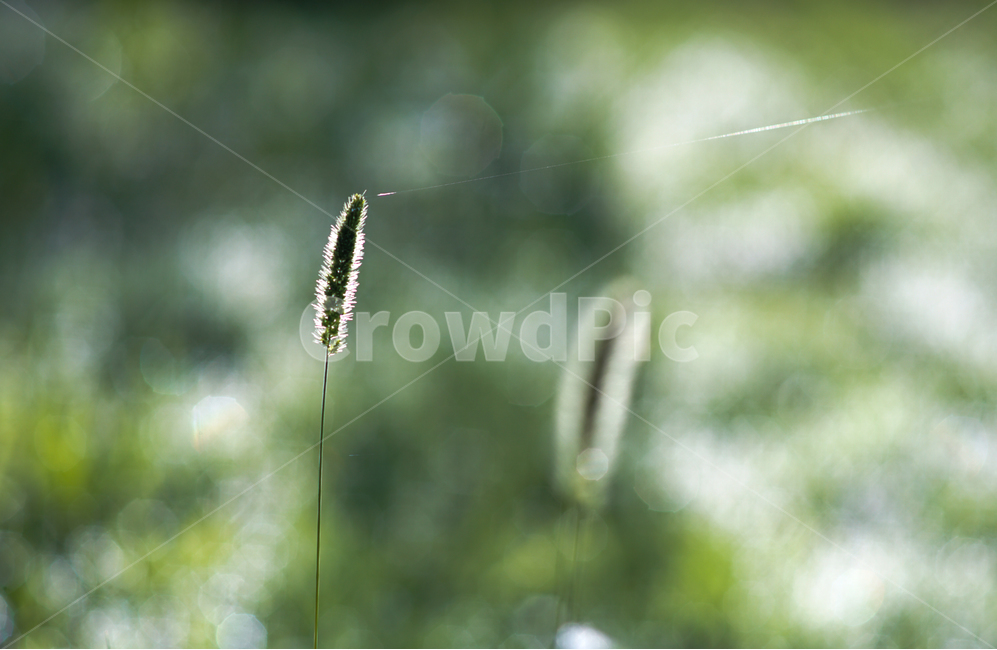 강아지풀,풀,식물,자연,여름,식물,자연,plants,nature