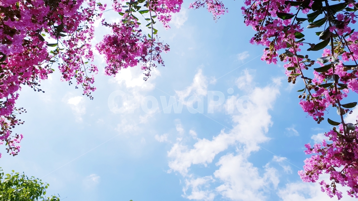 배롱나무,백일홍,꽃,식물,여름,자연,plants,nature,green,분홍,나무,자연,풍경,nature,landscape,spring,봄