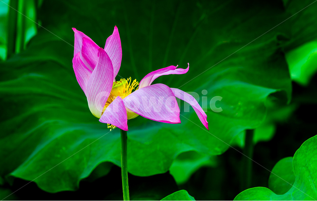 연꽃,연잎,문양,무늬,습지,식물,자연,plants,nature,꽃,flower