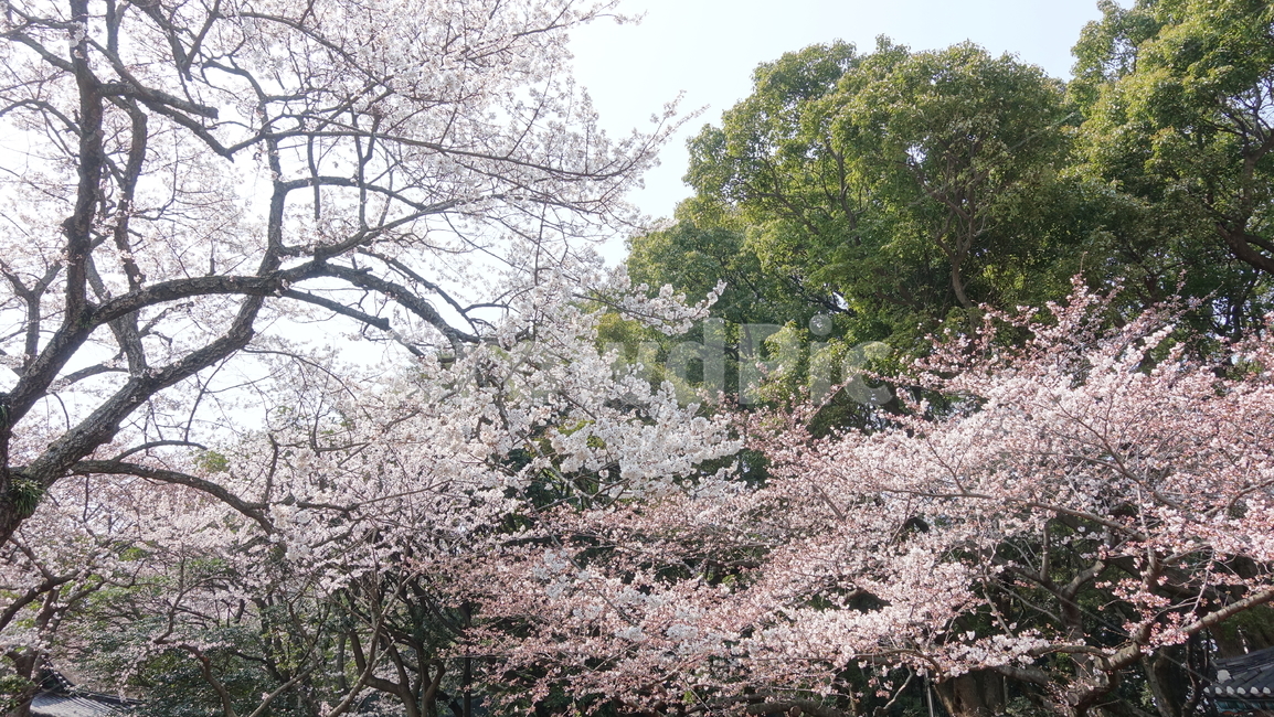 꽃,꽃송이,sakura,벚꽃,cherryblossom,blossom,flower,spring,봄,pink,분홍