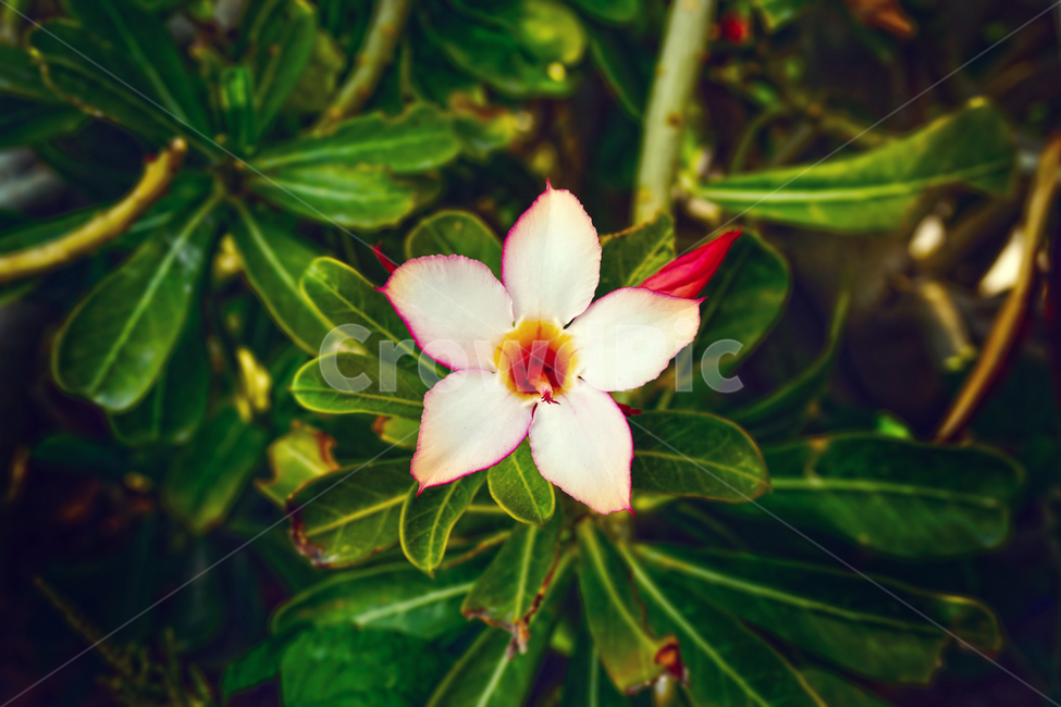 꽃,자연,식물,flower,landscape,plant,nature