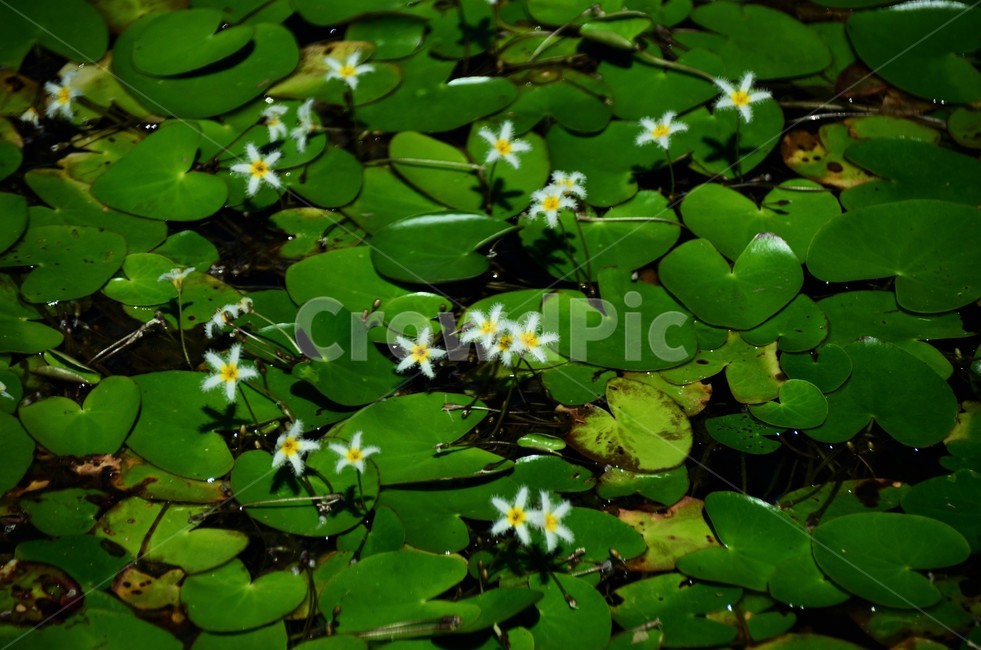어리연꽃,조름나물과,야생화,여러해살이,수생식물,부엽성,식물,자연,plants,nature,꽃,flower