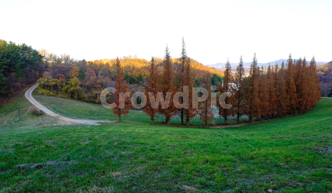나무,잔디,햇살,길,가을,가을,계절,fall,autumn,season,자연,풍경,nature,landscape,tree,plant,식물,fir,전나무