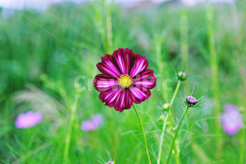 코스모스,꽃,꽃잎,들꽃,식물,가을꽃,가을,공원,자연,식물,자연,plants,nature,꽃,flower