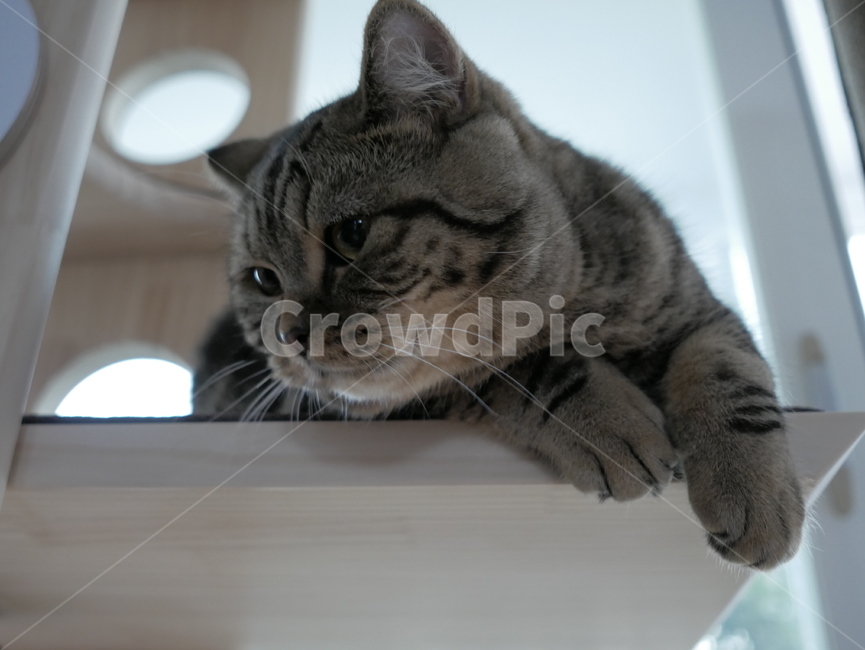 고양이,개냥이,아기고양이,아깽이,뚱냥이,애교,귀여운,검은고양이,얼룩고양이,호기심,동물,animal,포유류,mammal,고양이,cat,kitten,kitty
