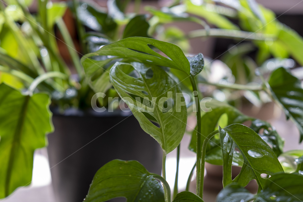 plant,식물,leaf,잎,몬스테라,셀렘,식물들,화분,pot,monstera,햇빛,초록,그린,greenpot,토분,구멍잎,초록색,green,greencolor,color,컬러,연두색,풀잎