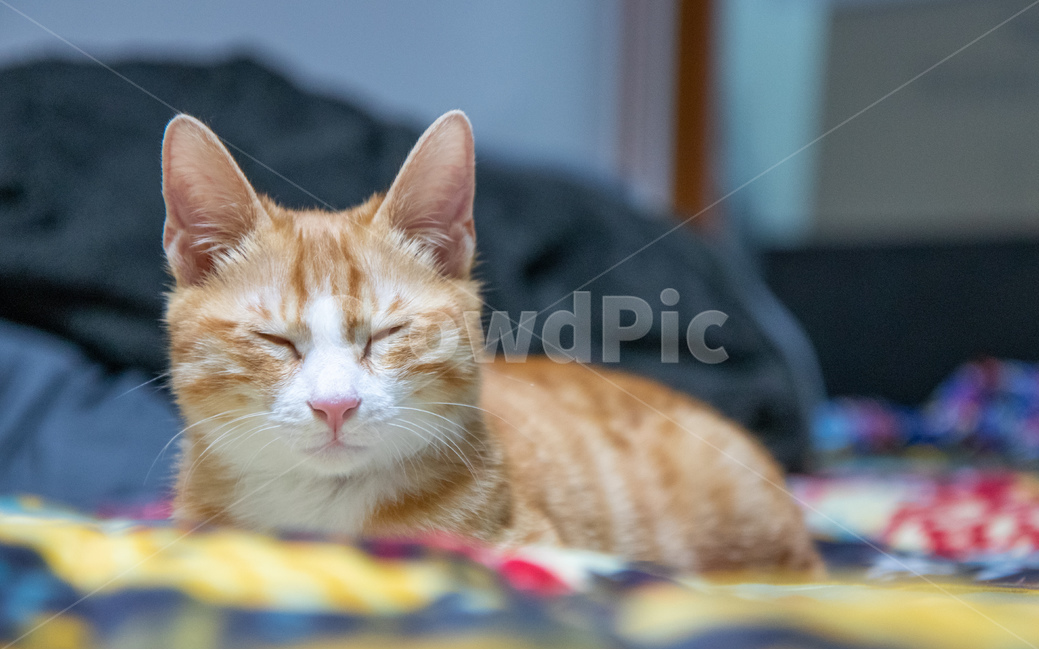 고양이,코리안숏헤어,치즈고양이,치즈태비,코숏,동물,animal,포유류,mammal,고양이,cat,kitten,kitty