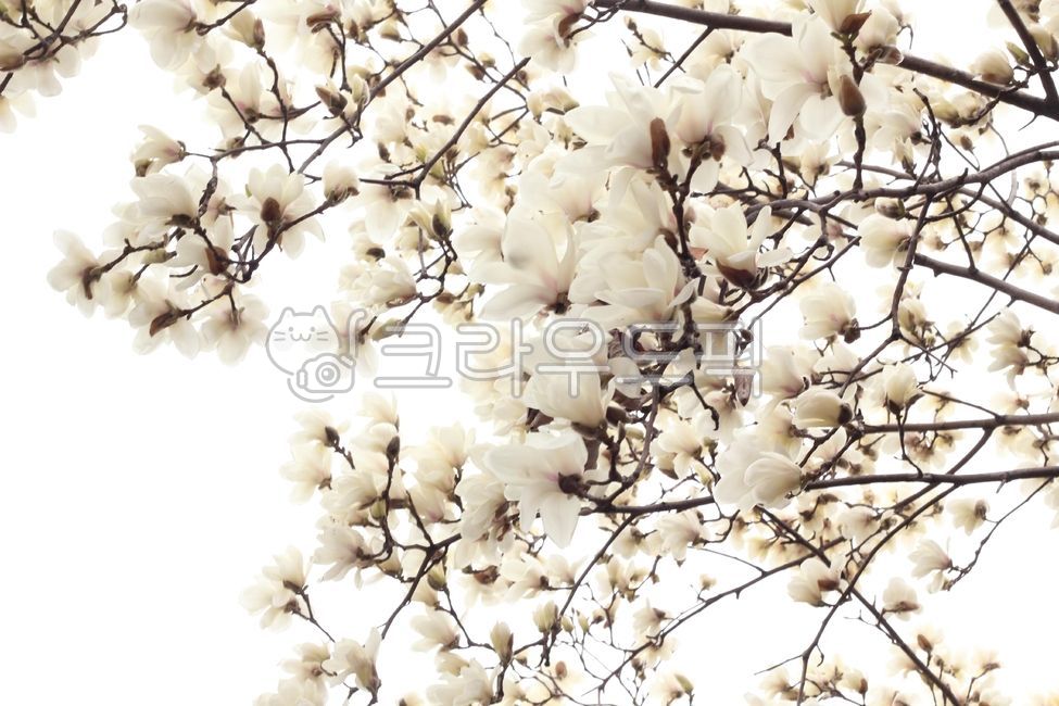 목련,꽃나무,흰꽃,magnolia,flower,bolssom