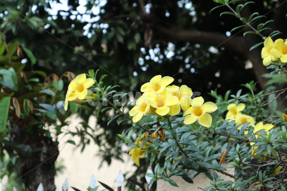 꽃,노란색꽃,식물,필리핀꽃,외래종,plant,해외꽃,flower,pictureofflowers