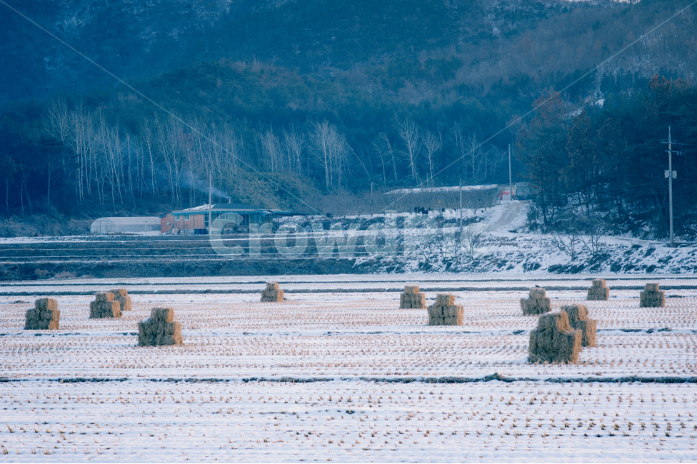 풍경,자연,논,겨율,눈,들판,농업,농사,agriculture,farming,farming industry