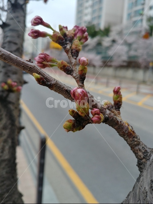 꽃,꽃봉오리,클로즈업,봄꽃,봄,spring,flower