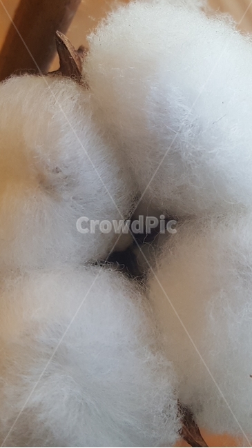 솜,문익점,목화,이불솜,씨앗,이불,따뜻함,행복