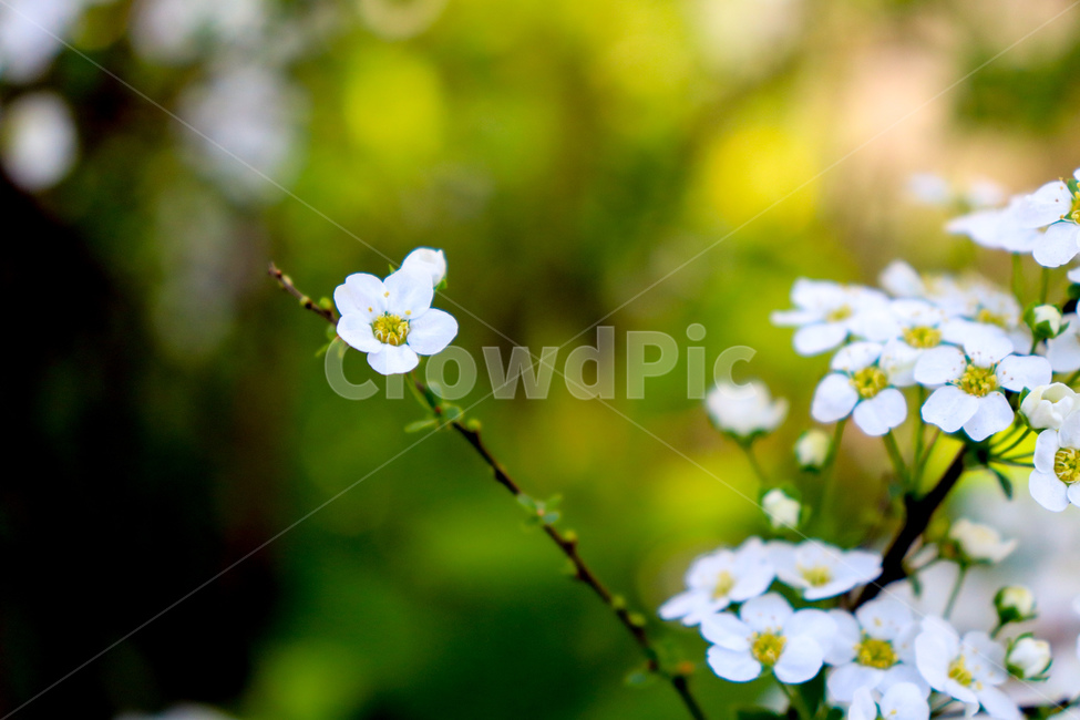 꽃,flowers,식물,꽃나무,geranium,flower,제라늄,나무,tree,봄,spring,weather,plant