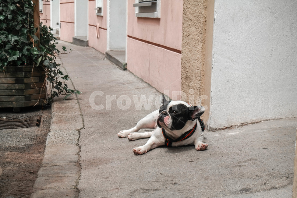 강아지,개,frenchie,frenchbulldog,bulldog,pug,귀여운,dog,puppy,퍼피,동물,친구,애완견,반려,반려동물,동물,animal,포유류,mammal,개,강아지,dog,doggy