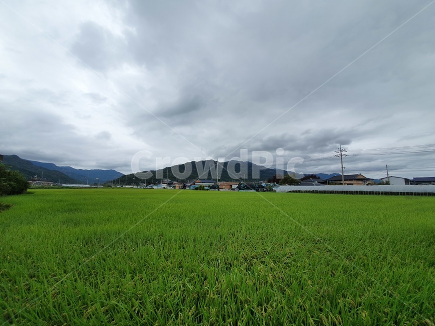 plant,식물,grass,잔디,nature,자연,field,들,outdoors,옥외,land,땅,grassland,목초지,시골,마을,풍경,landscape,country,rural,town,농업,농사,agriculture,farming,farming industry