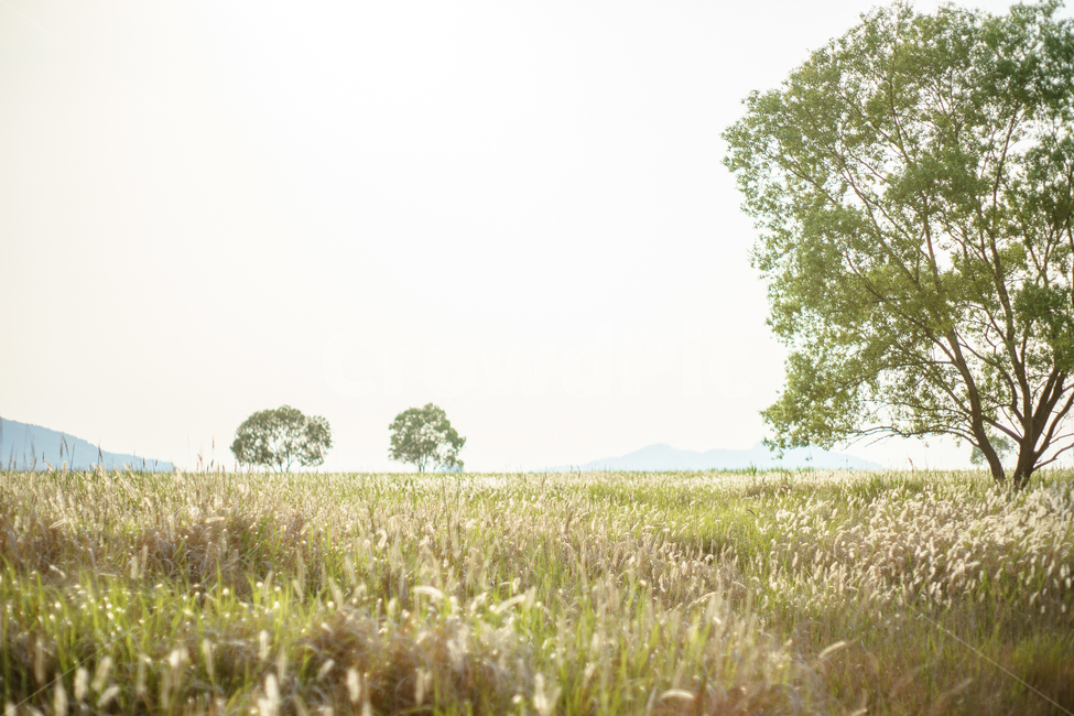 우음도,나무,억새,편안한느낌,flamegrass,자연,풍경,nature,landscape,식물,plants,나무,trees,wood,field,들,grassland,목초지,outdoors,옥외