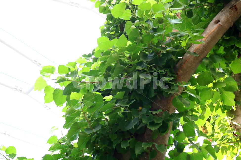 barley tree,hardwood,Indian barley tree,plant,tree,Moraceae,Botanical garden
