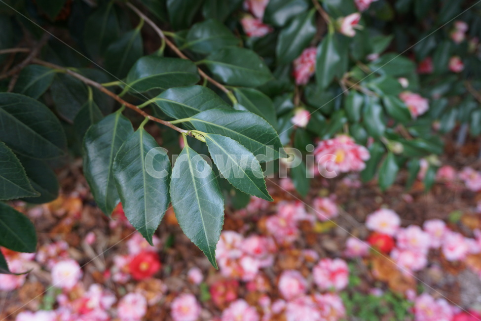 봄,나무,자연,동백꽃,꽃,꽃,flower