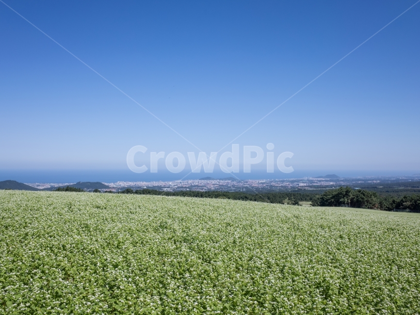 제주도,메밀꽃밭,메밀밭,사진,꽃사진,자연,풍경,nature,landscape,한국자연풍경,한국자연경관,korea nature landscape,제주도,jeju,jeju island,field,들,outdoors,옥외,grassland,목초지
