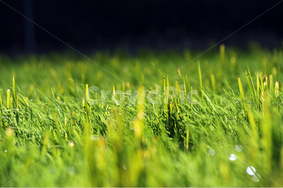 초록,새싹,봄,들판,식물,연두색,논,풀밭,봄,계절,spring,season,식물,자연,plants,nature,휴식,힐링,rest,relaxation,healing,grass,잔디,plant,lawn
