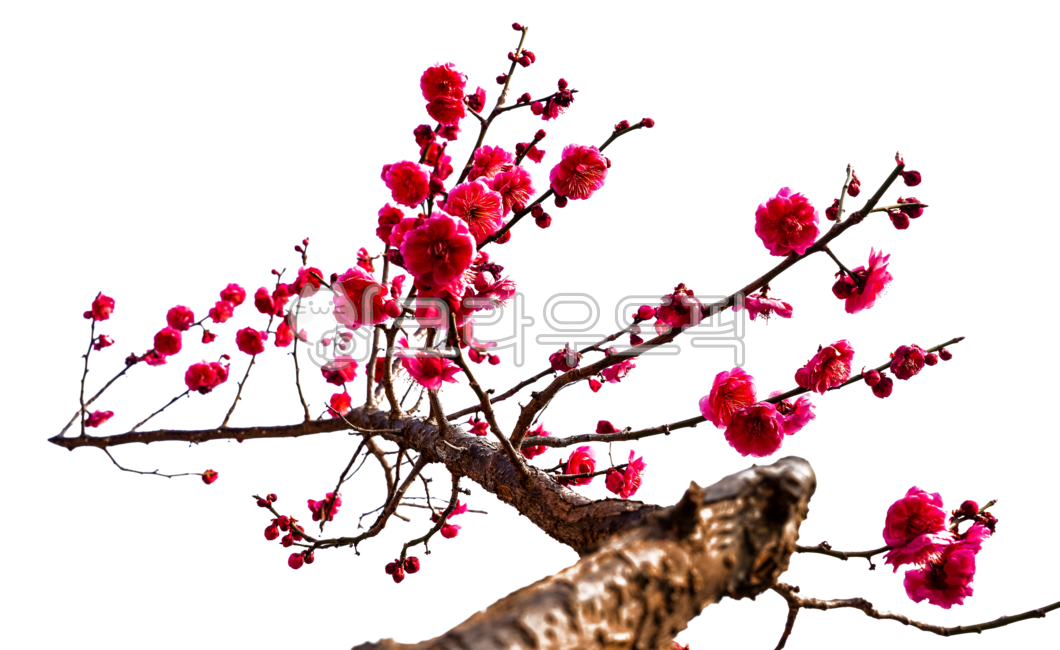 꽃,flower,png,매화,홍매화,나무줄기,나뭇가지,꽃봉오리,꽃송이,꽃가지,봄,봄꽃