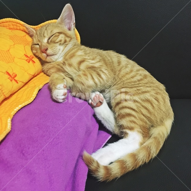 고양이,코숏,치즈코숏,코리아숏헤어,새끼고양이,아깽이,캣초딩,애기고양이,cat,반려묘,반려동물,동물,새끼,아기,애기,animal,동물,animal,포유류,mammal,고양이,cat,kitten,kitty